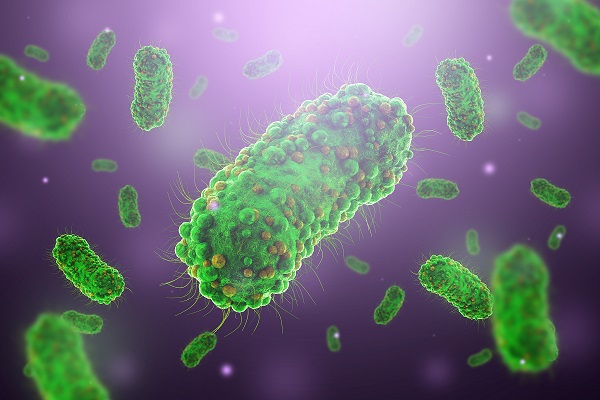 Escherichia coli (EHEC)